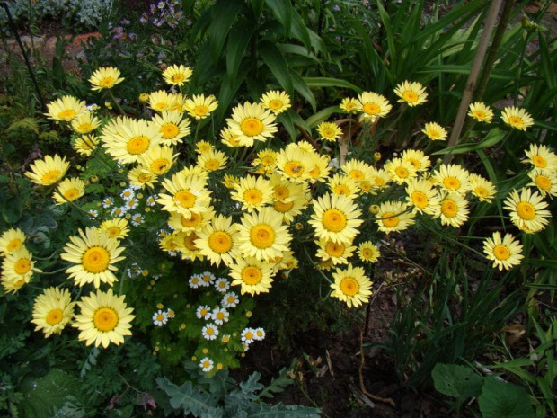 Chrysanthemum maximum 'Leumayel' BROADWAY LIGHTS