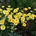 Chrysanthemum maximum 'Leumayel' BROADWAY LIGHTS