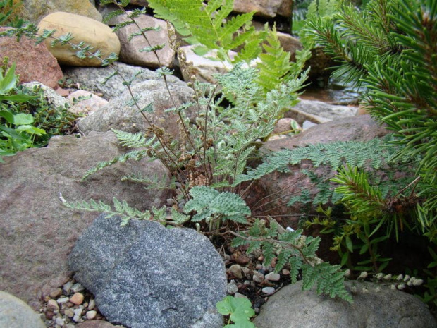 Cheilanthes lanosa