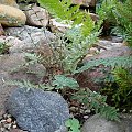 Cheilanthes lanosa