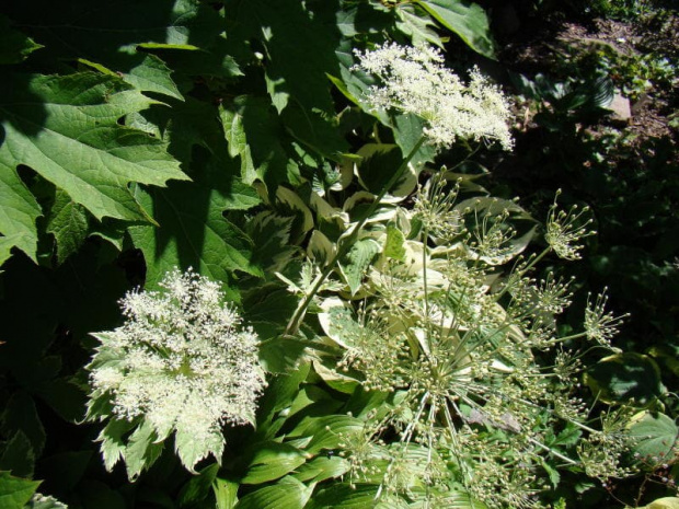 Peucedanum ostruthium 'Daphnis'