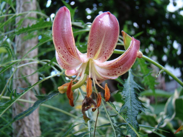 Lilium martagon 'Slate Morning'