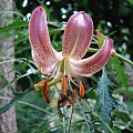 Lilium martagon 'Slate Morning'