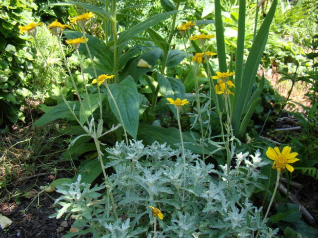 Eriophyllum lanatum