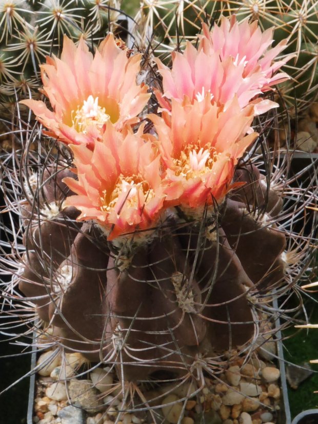 Neochilenia nigriscoparia