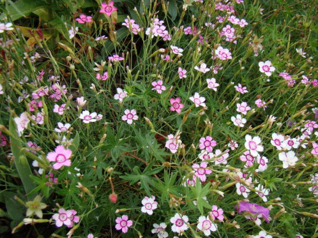 Dianthus deltoides mix