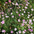 Dianthus deltoides mix