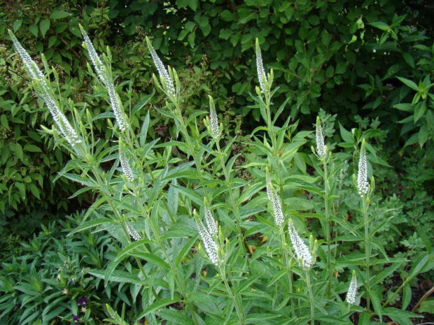 Veronica longifolia 'Alllady' FIRST LADY