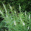 Veronica longifolia 'Alllady' FIRST LADY