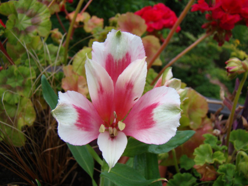 Alstroemeria sp.