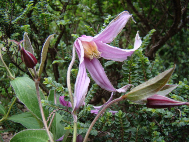 Clematis 'Hanajima'