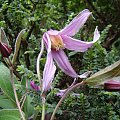 Clematis 'Hanajima'