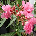 Nerium oleander