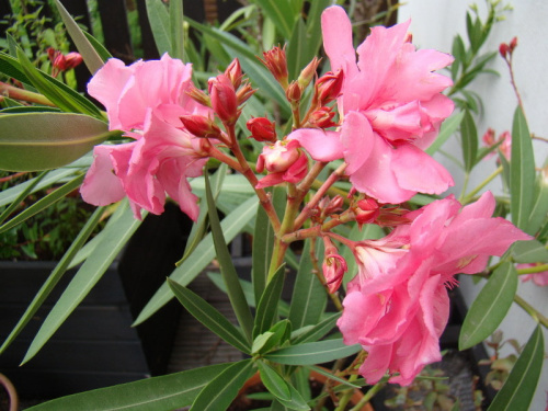 Nerium oleander