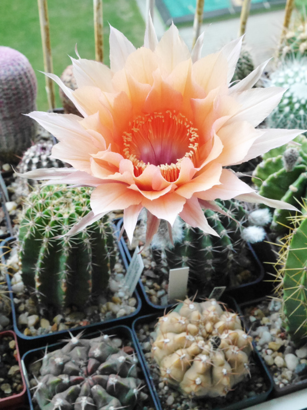 Echinopsis hybride 32-2005 Wessner