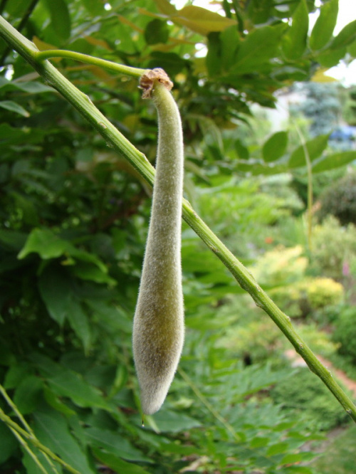 Wisteria floribunda