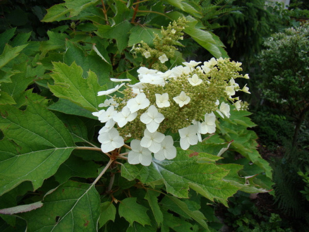 Hydrangea quercifolia