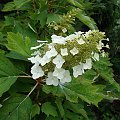 Hydrangea quercifolia