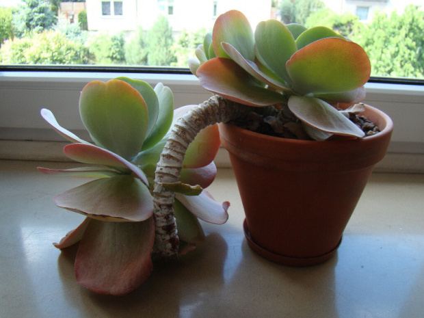 Kalanchoë thyrsiflora