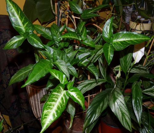 Syngonium