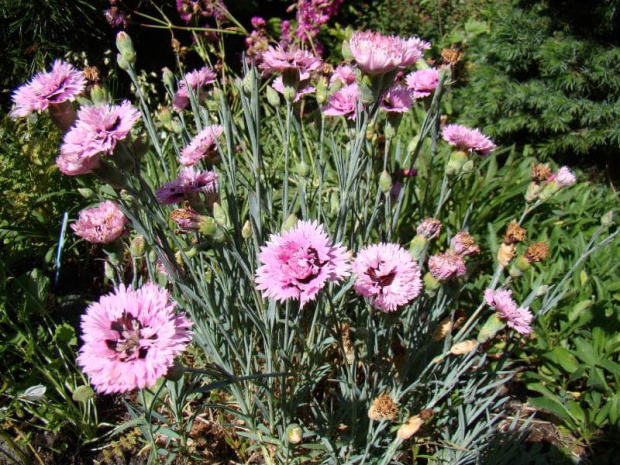 Dianthus x ''Raspberry Surprise''