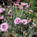 Dianthus x ''Raspberry Surprise''