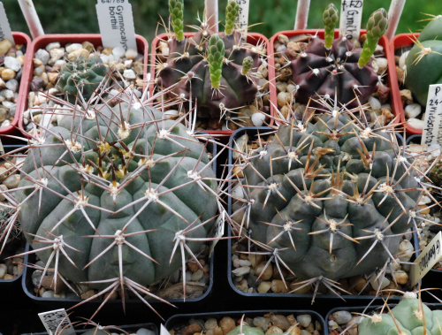 Gymnocalycium kieslingii i Gymnocalycium borthii LB 301