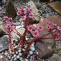 Sempervivum arachnoideum