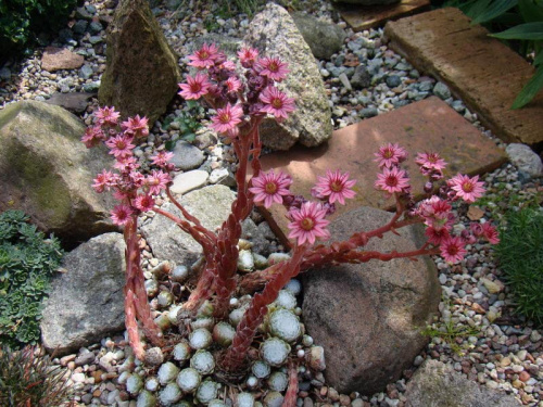 Sempervivum arachnoideum