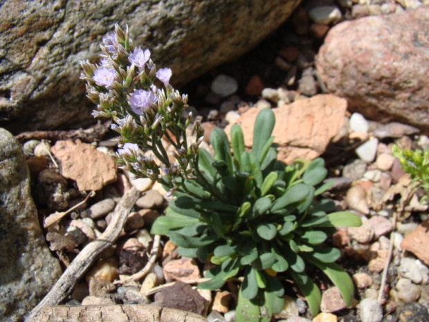 Goniolimon tataricum