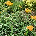 Asclepias tuberosa