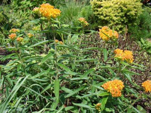 Asclepias tuberosa