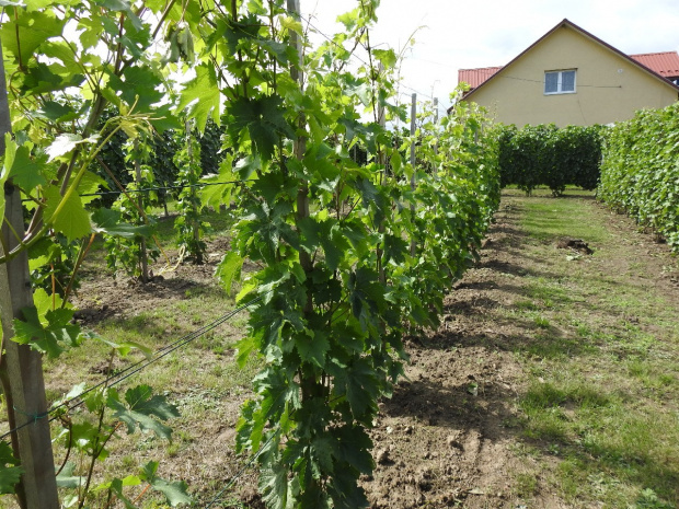 Negru de Dragasani szpaler