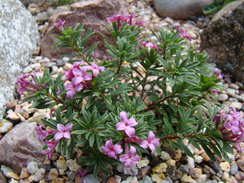 Daphne x schlyteri 'Bile Policany'