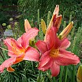 Hemerocallis 'Laura'