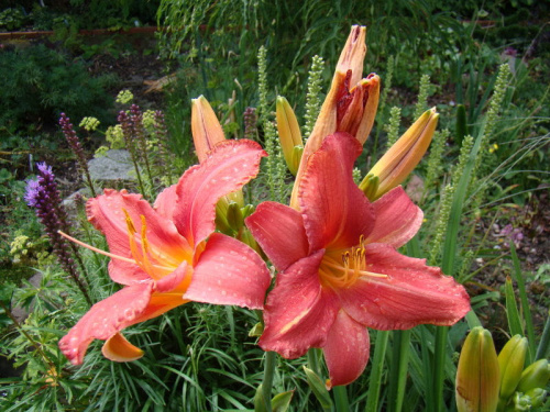 Hemerocallis 'Laura'