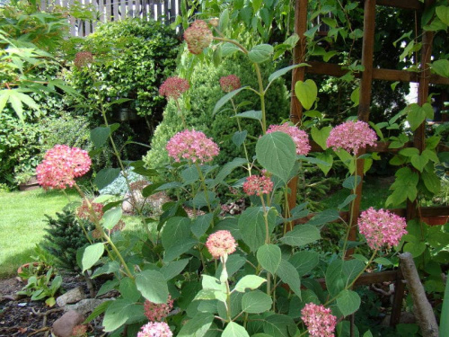 Hydrangea arborescens 'Ncha1' INVINCIBELLE ® SPIRIT