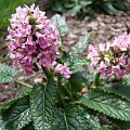 Stachys minima - Stachys spathulata’