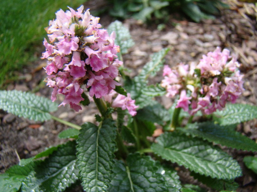 Stachys minima - Stachys spathulata’