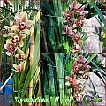 Cymbidium mateczne II pęd