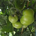 Lime Garden Salad