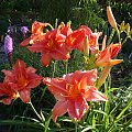 Hemerocallis 'Laura'