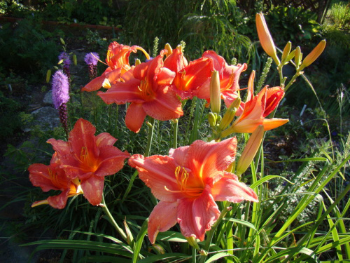 Hemerocallis 'Laura'