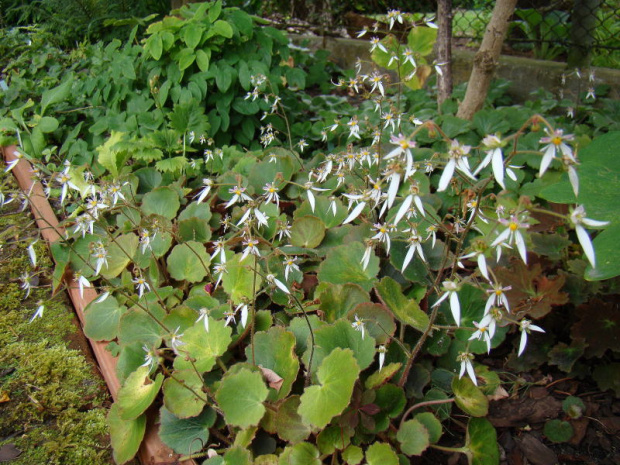 saxifraga sp.