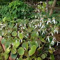 saxifraga sp.