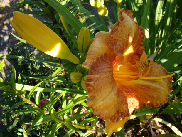 Hemerocallis 'Agata'