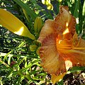 Hemerocallis 'Agata'