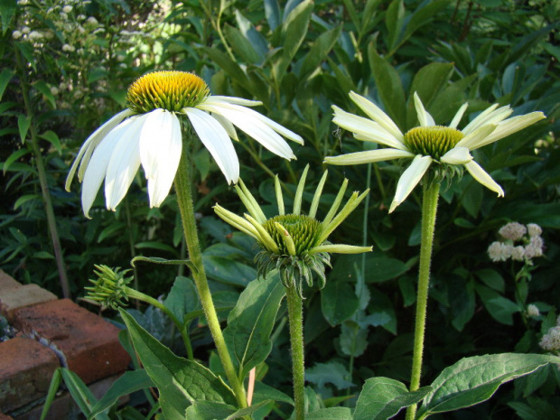 Echinacea purpurea var. alba