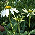 Echinacea purpurea var. alba