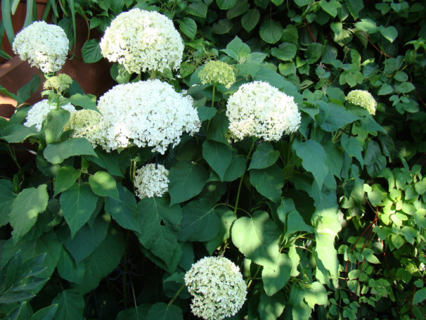 Hydrangea arborescens 'Annabelle'